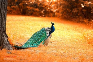 西班牙豪门球队卫冕冠军，势不可挡